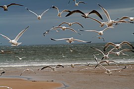 Bandada de gaviotas y otras especies