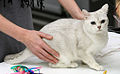 Chat blanc avaec des reflets gris sur une table.