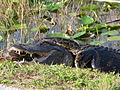 Tigerpython in den Everglades als Beute eines Mississippi-Alligators