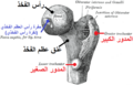 الجزء العلوي من عظم الفخذ.