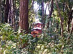 Side View of Kalika Bhagawati Temple through forest