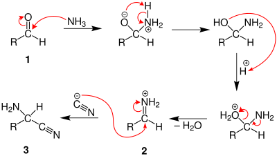 Mechanism of the Strecker-Synthesis, part 1.