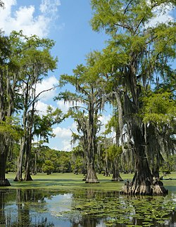 Taxodium distichum.