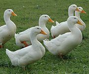 White Pekins are raised for meat.