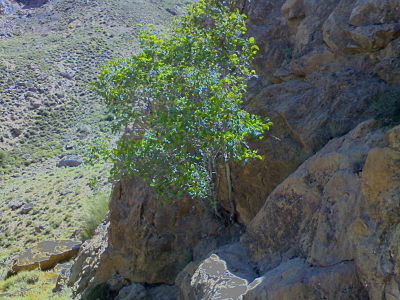 Desert Fig Tree