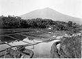 Sawah di ngamplang