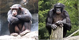 Paprastosios ir mažosios šimpanzės patinai