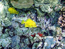 Photo of two fish with rock in background