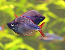 Diamant Regenbogenfisch (Melanotaenia praecox).jpg