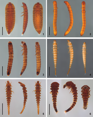 (1) Phanocerus Sharp (2) Cylloepus Erichson (3) Larva V (4) Austrolimnius Carter & Zeck (5) Neolimnius Hinton (6) Larva W