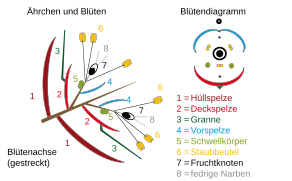 Schematische Darstellung eines zweiblütigen Ährchen eines Süßgrases und Blütendiagramm