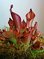 Heliamphora hispida