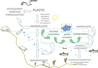 Ma'amala tsakanin ƙwayoyin cuta na ruwa da microplastics