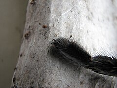 Veel vogelspinnen hebben kleine klauwtjes aan hun poten. Lasiodora parahybana