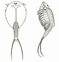 Triops longicaudatus