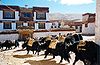 Một đàn bò Tây Tạng chở đồ đi qua tu viện Lý Đường ở Tứ Xuyên, Trung Quốc