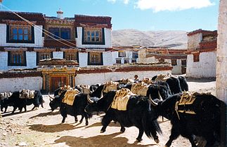 Osedlani jaki v samostanu Litang v Tibetanski avtonomni prefekturi Garzê, Sečuan, Kitajska