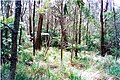 grassy area at 1250 metres above sea level