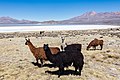 Alpaca's in Laguna de Salinas, Arequipa, Peru