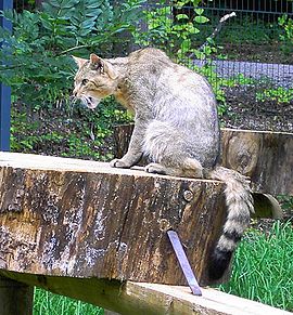 Europeesche wilde katte (Felis silvestris silvestris)