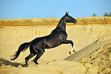 Dans un paysage de désert, un cheval galope présenté de profil ; il est entièrement noir.