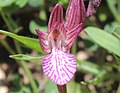 Anacamptis papilionacea