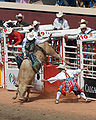 Stierrijden tijdens een rodeo