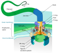 Image 46Bacterial flagellum rotated by a molecular motor at its base (from Marine prokaryotes)