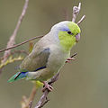 Pacific parrotlet (Forpus coelestis)