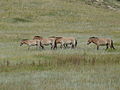 Een kudde przewalskipaarden (Equus ferus przewalskii) in N.P. Hustain Nuruu.