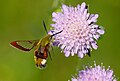 Hemaris fuciformis, Scabiosa