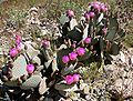 Cactus queue de Castor[5](Opuntia basilaris).