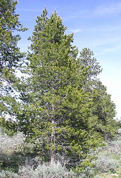 Pinus contorta