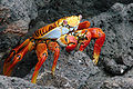 Image 13Grapsus grapsus, a terrestrial crab (from Malacostraca)