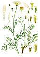 Tanacetum cinerariifolium (Trevir.) Sch.Bip.