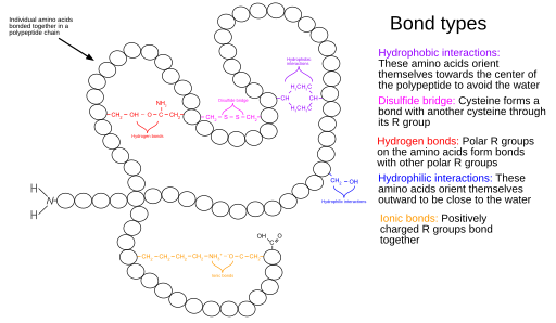 Tertiary Structure of a Protein