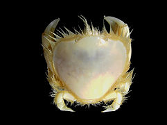 Thia scutellata (Thiidae)
