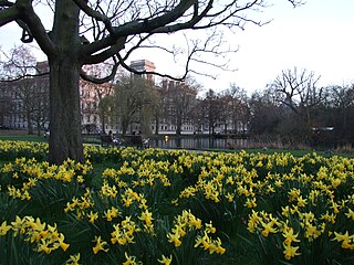 Taman ini mempunyai bunga daffodil.