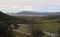 Steineichen im Winter mit dem Monte Abanos im Hintergrund