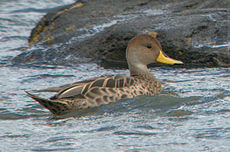 Pato maicero de las Georgias (Anas georgica georgica)