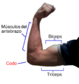 Biceps ve triceps.