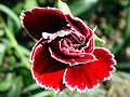 Dianthus caryophylus (red)