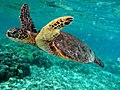 アオウミガメ Chelonia mydas （ウミガメ科）