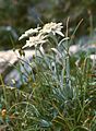 Image 6Edelweiss (Leontopodium alpinum) (from Alps)