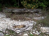 Outcroppings of exposed bedrock at Newport State Park approximately 10 feet (3.0 m) from Lake Michigan