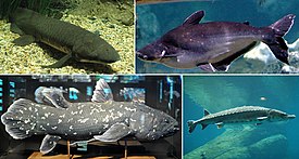 Слева (лопастепёрые рыбы): рогозуб, латимерия Latimeria chalumnae; Справа (лучепёрые рыбы): Pangasianodon hypophthalmus, американский атлантический осётр.