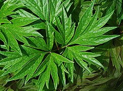 Paeonia veitchii, leaf