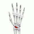 Scaphoid bone of the left hand (shown in red). Animation.