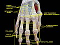 Interphalangeal ligaments and phalanges. Right hand. Deep dissection. Posterior (dorsal) view.