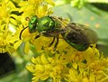 Augochloropsis metallica fema (familia Halictidae). Pennsylvania, Estaos Xuníos